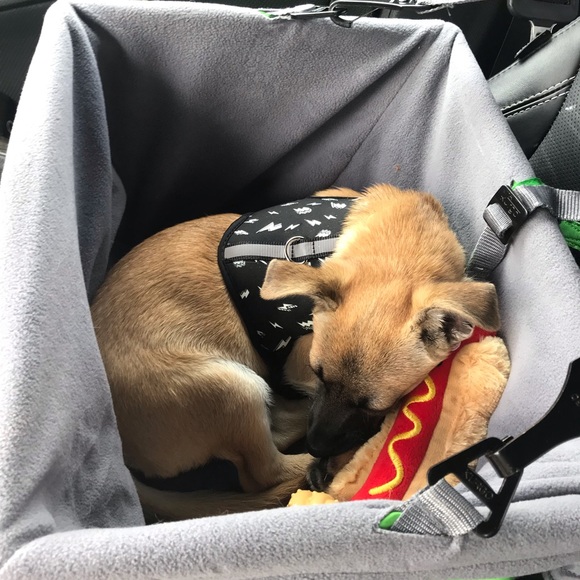 🥰New💋family🐶member😍 - Picture 6 of 9